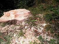 040716_059.JPG