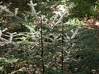 040719_019.JPG