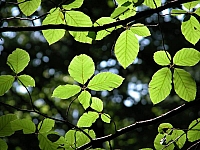 040719_029.JPG