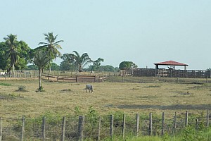 070920_115amazonia.JPG