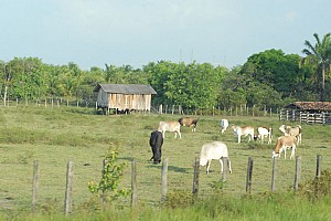070920_116amazonia.JPG