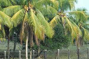 070920_117amazonia.JPG