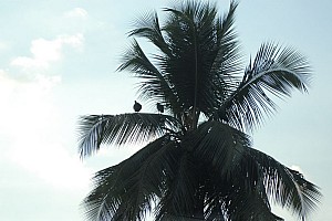 070920_124amazonia.JPG