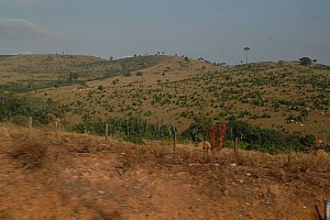070921_021amazonia.JPG