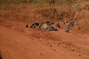 070921_027amazonia.JPG