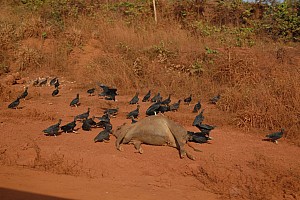 070921_028amazonia.JPG
