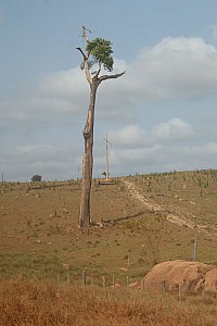 070921_066amazonia.JPG