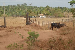 070921_069amazonia.JPG