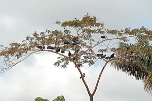 070921_098amazonia.JPG