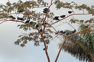 070921_099amazonia.JPG