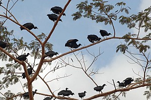 070921_100amazonia.JPG