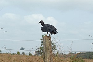 070921_106amazonia.JPG