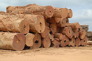070921_116amazonia.JPG