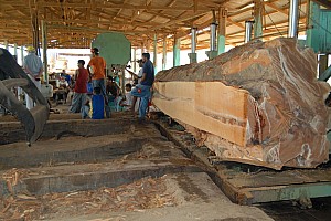 070921_145amazonia.JPG