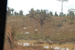 070921_170amazonia.JPG