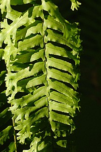 070921_244amazonia.JPG