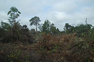 070922_032amazonia.JPG