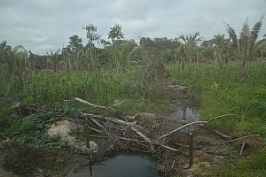 070922_035amazonia.JPG