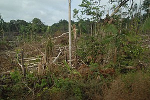 070922_037amazonia.JPG