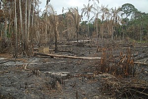 070922_039amazonia.JPG