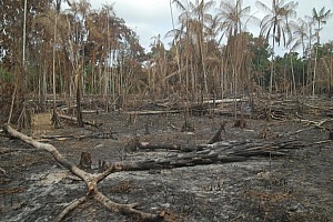 070922_040amazonia.JPG
