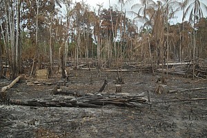 070922_041amazonia.JPG