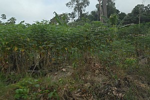 070922_045amazonia.JPG