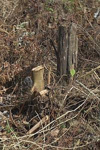 070922_054amazonia.JPG