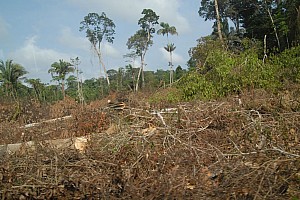 070922_056amazonia.JPG