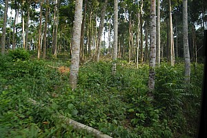 070922_057amazonia.JPG