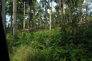 070922_058amazonia.JPG