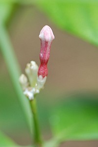 070922_072amazonia.JPG