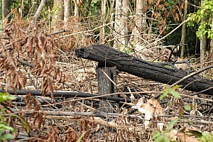 070922_073amazonia.JPG