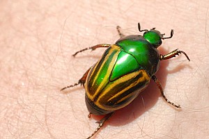 070922_189amazonia.JPG