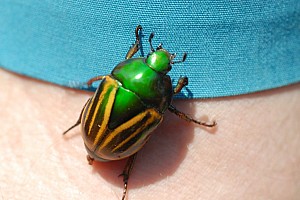 070922_190amazonia.JPG
