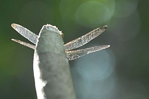 070922_219amazonia.JPG
