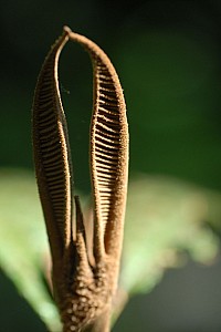 070922_224amazonia.JPG