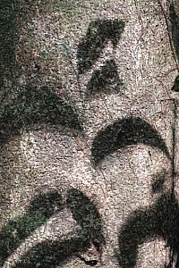 070922_229amazonia.JPG