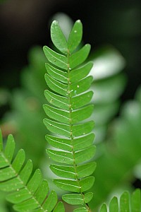 070922_230amazonia.JPG