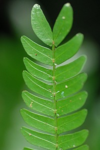 070922_231amazonia.JPG