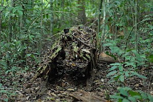 070922_232amazonia.JPG