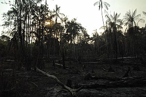 070922_250amazonia.JPG