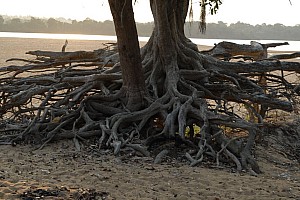 070923_078amazonia.JPG