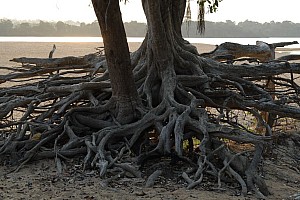 070923_079amazonia.JPG