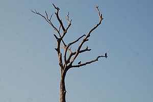 070926_124amazonia.JPG