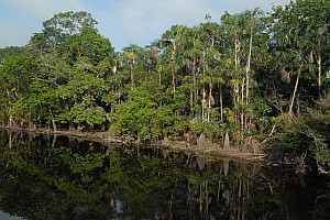 070926_137amazonia.JPG