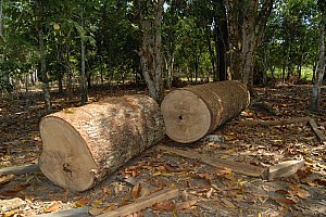 070926_170amazonia.JPG