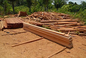 070926_210amazonia.JPG