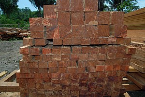 070926_211amazonia.JPG