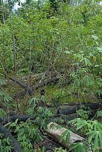 070926_243amazonia.JPG